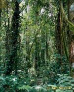 Photo of tropický deštný les, tropical rain forest.