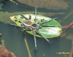 Photo of lovčík vodní,Dolomedes fimbriatus,Gerandete Jagdspinne,Raft spider.
