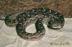 Photo of zmije paví,  Efa, Sandrasselotter Saw-scaled viper  Echis carinatus.