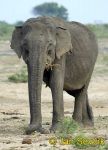 Photo of  slon indický Elephas maximus Asian Elephant, Asiatische Elefant