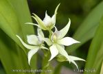 Photo of orchidej Encyclia fragrans Orchid Orchidee