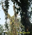 Photo of epiphyte Cuba