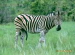 Photo of zebra stepní, Steppenzebra, Burchells Zebra, Equus quagga burchellii