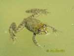 Photo of  skokan indický Euphlyctis cyanophlyctis Common Skittering Frog