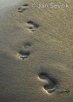 Photo of stopy v písku footprints