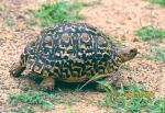 Photo of želva pardálí Geochelone pardalis Leopard Tortoise Pantherschildkrote