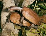 Photo of želva Geoemyda spengleri, Black-breasted leaf Turtle,  Zacken Erdschildkrote