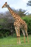 Photo of žirafa kapská Giraffa camelopardalis Giraffe Steppengiraffe