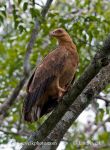 Photo of orlosup palmový Gypohierax angolensis Palm-nut Vulture Palmgeier