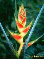 Photo of Heliconia sp. Panama.