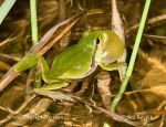 Photo of rosnička zelená Hyla arborea Tree Frog Laubfrosch