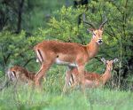 Photo of antilopa Impala Aepyceros melampus Schwarzfersenantilope