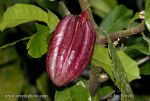 Photo of kakaovník pravý Theobroma cacao Cocoa Kakao Baum