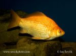 Photo of karas stříbřitý zlatý Carassius auratus Goldfish Giebel