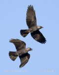 Photo of kavka obecná Corvus monedula Jackdaw Dohle