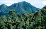Photo of deštný les Rain Forest Ko chang Thailand