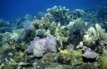 Photo of korálový útes coral reef Bali