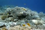 Photo of korálový útes Coral reef Korallenriff