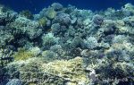 Photo of  korálový útes coral reef
