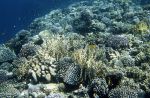 Photo of korálový útes coral reef