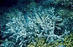 Photo of coral, Acropora sp.