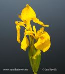 Photo of kosatec žlutý Iris pseudacorus Yellow iris Sumpfschwertlilie