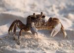 Photo of  Crab Krab