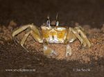 Photo of krab crab sp. Senegal