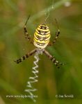 Photo of křižák pruhovaný Argiope bruennichi Orb weaving Spider Wespenspinne