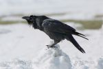 Photo of krkavec velký Corvus corax Raven Kolkrabe