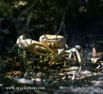 Photo of  Krab Cardisoma guanhumi crab Cuba