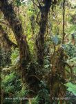 Photo of horský deštný les mountain rain forest La Amistad NP Panama