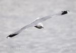 Photo of racek bouřní Larus canus Common Gull Sturmmowe