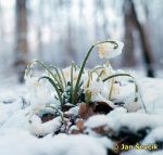 Photo of Leucojum vernum; Märzenbecher; spring snowflake; bledule jarní.