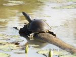 Photo of kožnatka indická Lissemys punctata Indian Flapshell Turtle