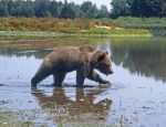 Photo of Ursus arctos Braunbär Brown bear medvěd hnědý