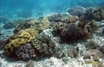 Photo of měkký korál, soft coral, coral reef