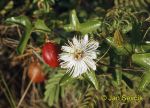 Photo of mučenka passion-flower Passionsblume Passiflora sp.