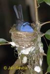 Photo of lejsek modrý Eumyias sordida Dusky-blue Flycatcher Ceylon Schnapper