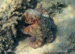 Photo of chobotnice pobřežní Octopus vulgaris Common Octopus Krake