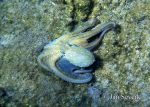 Photo of chobotnice pobřežní Octopus vulgaris Common Octopus Krake