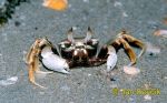 Photo of krab Ocypode ceratophthalma, Ghost Crab