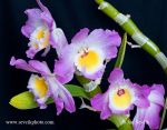 Photo of orchidea Dendrobium