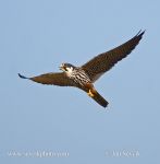 Photo of ostříž lesní Falco subbuteo Hobby Baumfalke Faucon hobereau Alcotán Europeo
