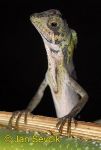 Photo of agama Otocryptis wiegmanni Sri Lankan Kangaroo Lizard
