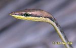 Photo of  Mexican Vine Snake, Erzspitznatter, Oxybelis aeneus.