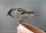 Photo of vrabec domácí Passer domesticus House Sparrow Haussperling
