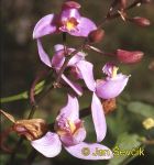 Photo of  orchidea Bletia purpurea Orchidee Orchid