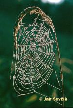 Photo of pavucina, cobweb
