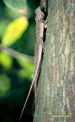 Photo of Plica plica, Harlequin Iguana.
